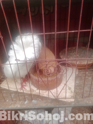 রানিং জেকোবিন কবুতর